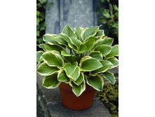 Hosta So Sweet 181,5 �. �� 5 ��.jpg