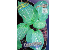 Hosta Spilt Milk 341,8�. �� 2 ��.jpg