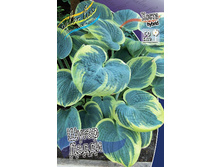 Hosta Sugar Daddy 266,5�. �� 3 ��.jpg