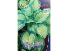 Hosta Super Nova 242,2�. �� 2 ��.jpg