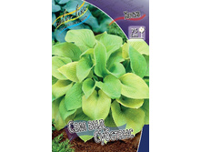 Hosta Sum And Substance 211,9 �. �� 3 ��.jpg