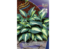 Hosta Timeless Beauty 341,8�. �� 2 ��.jpg