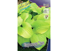 Hosta Tortilla Chip 164,5�. �� 3 ��.jpg