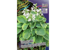 Hosta Tokudama Flavocircinalis 193,7�. �� 2 ��.jpg