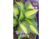 Hosta Touch Of Class 305,4�. �� 2 ��.jpg
