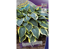 Hosta Valley's Glacier 278,7 �. �� 2 ��.jpg