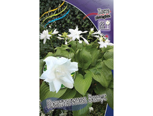 Hosta Venus 503,3 �. �� 3 ��.jpg