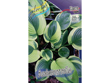 Hosta Unforgettable 211,9 �. �� 3 ��.jpg