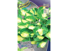 Hosta Warwick Comet 278,7 �. �� 2 ��.jpg