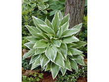 Hosta White On 164,5�. �� 3 ��.jpg