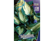 Hosta Whirlwind 248,3 �. �� 3 ��.jpg