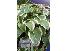 Hosta Yellow Splash Rim 190 �. 3 ��.jpg