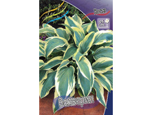 Hosta Wolverine 175,4 �. �� 3 ��.jpg