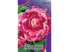 CAMELIA 145,4�. 5��.jpg
