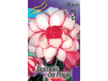 BOUTON DE ROSE 145,4�. 5��.jpg