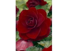 DOUBLE DARK RED 138,9�. 5 ��..jpg