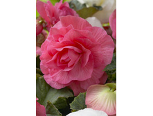 DOUBLE PINK 138,9�. 5 ��.jpg