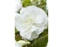 DOUBLE WHITE 5��. 138,9�.jpg