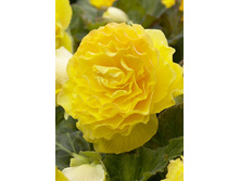 DOUBLE YELLOW 138,9�. 5��.jpg