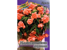 ILLUMINATION APRICOT 215,3�. 5��.jpg