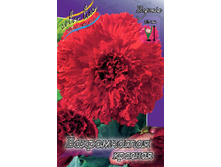 FIMBRIATA RED 143,4�. 5��.jpg