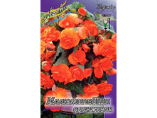 ILLUMINATION ORANGE 215,3�. 5��.jpg