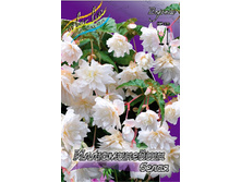 ILLUMINATION WHITE 215,3�. 5��.jpg
