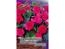 MULTIFLORA MAXIMA PINK 184,6�. 5��.jpg