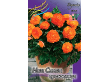 NON STOP ORANGE 207,5�. 5 ��.jpg
