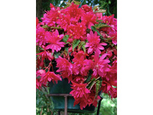 PENDULA PINK 158,5�. 5 ��.jpg