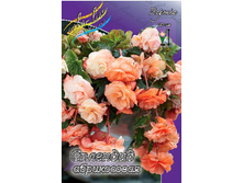 SPLENDIDE APRICOT 227,10�. 5��.jpg