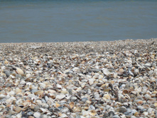 SDC11912.JPG