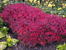 �������� �������� ���������-137�.jpg