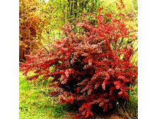 �������� �������� ������ ����-137�.jpg