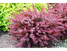 �������� �������� ��������-229�.