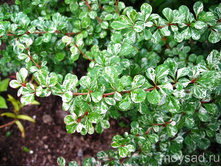 �������� �������� ��������-145�.jpg