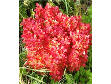 �������� �������� ����� ���-200�