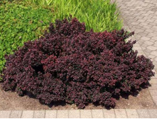 �������� �������� �������-137�