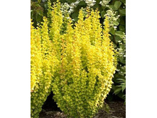 �������� �������� ������ �����-248