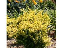 �������� �������� ���������-135