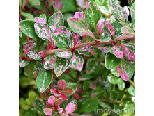 �������� �������� ����£���-261