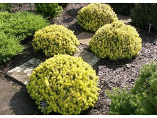 �������� �������� ����� ����-265