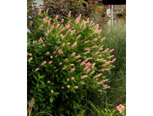 ������ ������������ ���� �����-148