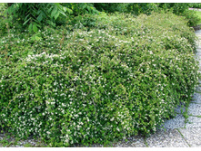 ����������� ������-120�.jpg