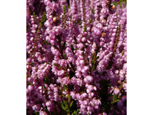 ������ ����� ������-152�