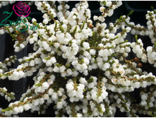 ������ ����������-152