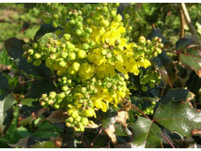 ������� �������������-185�.jpg