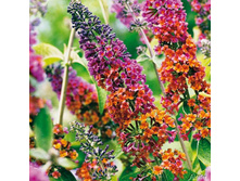 ������� ������ ������ �����-143