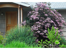 ������ ������ ���� ����� 237