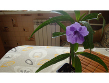 ������� Brittoniana